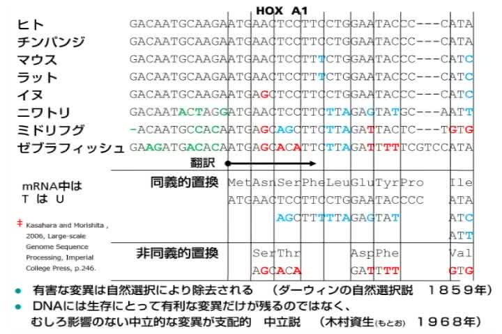 ゲノムと進化 －人類への道