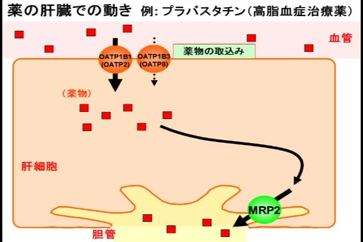 薬のトランスポーター